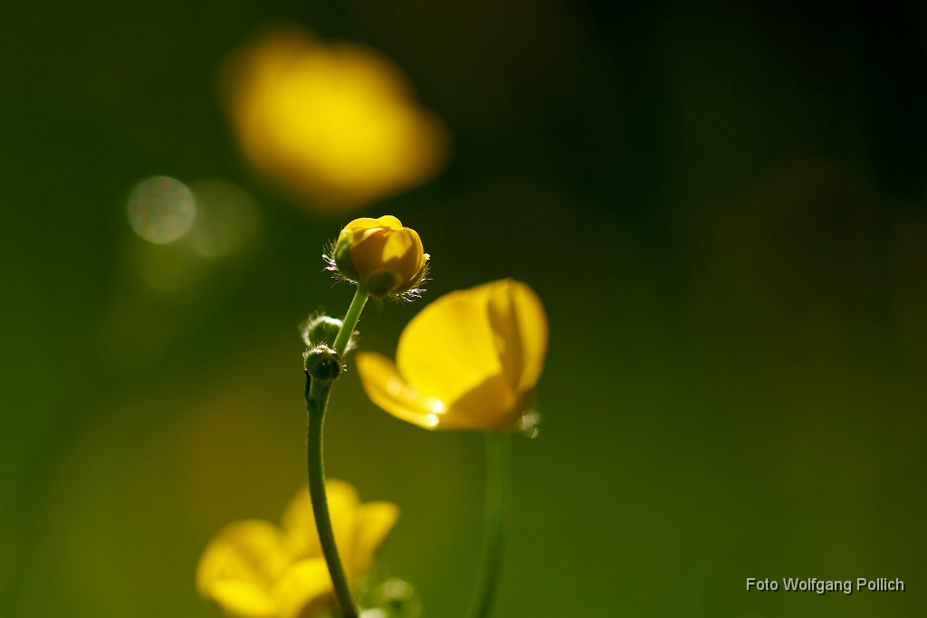 2018-05-06_012_Butterblume im Biotop_WP.jpg -                                